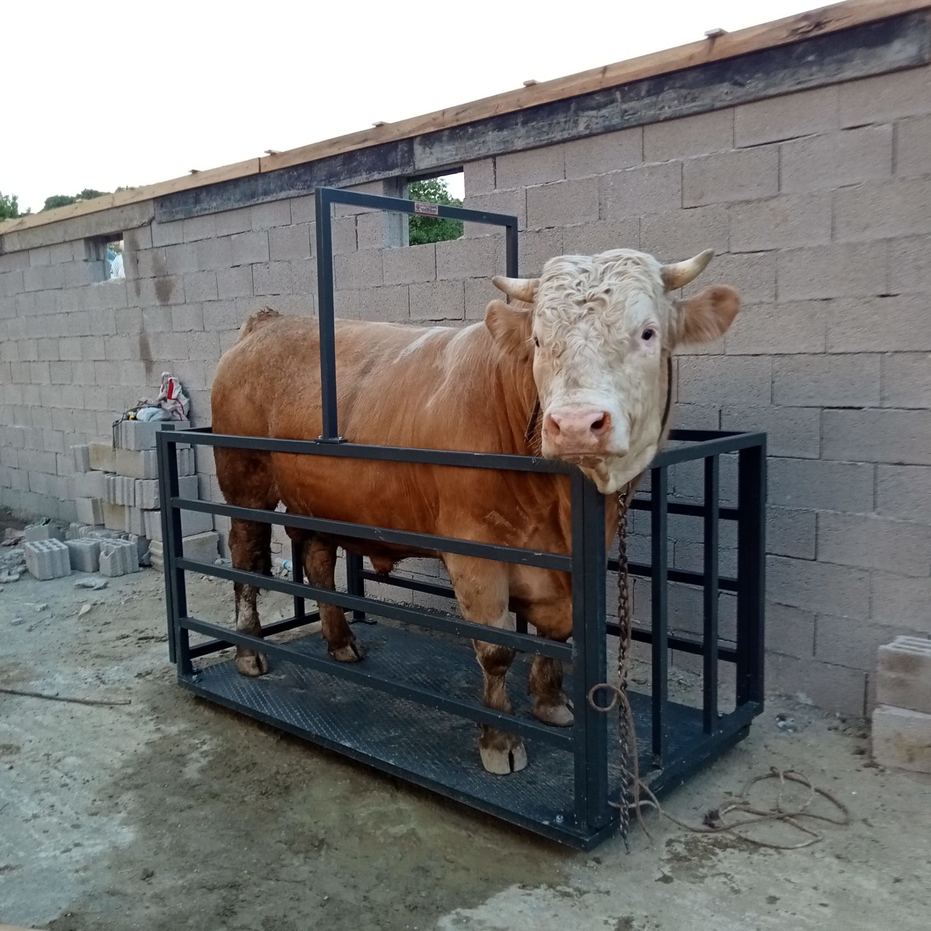 Pro 3 Ton Canlı Hayvan Baskülü